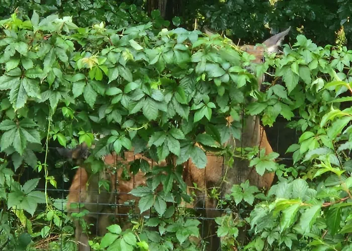 Apartman Przy Swierku *