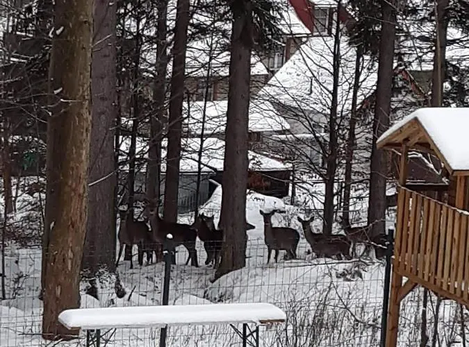 Apartman Przy Swierku Szklarska Poręba
