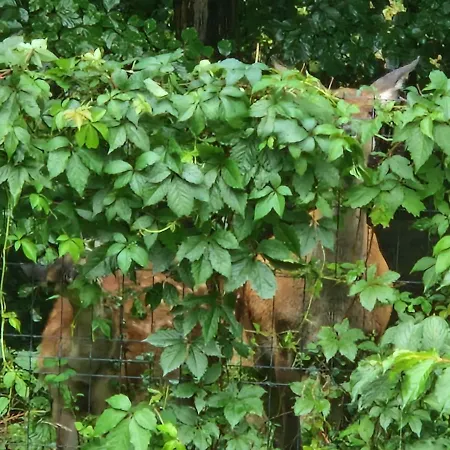 Apartment Przy Swierku *