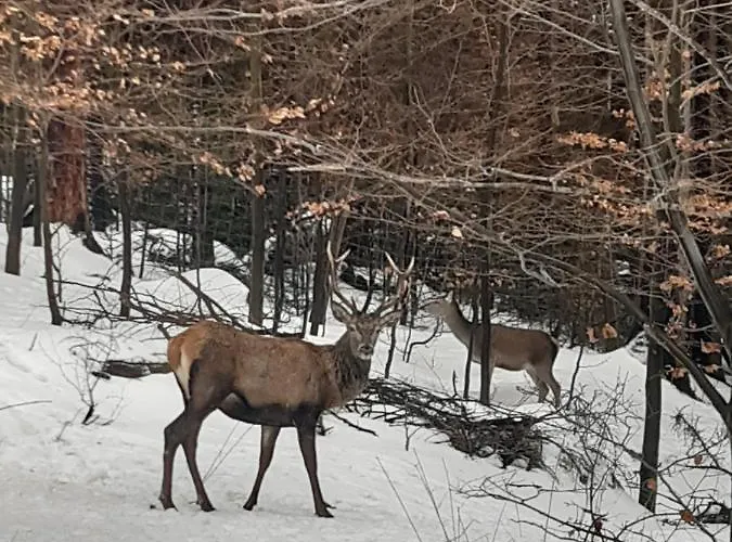 Apartment Przy Swierku Szklarska Poreba